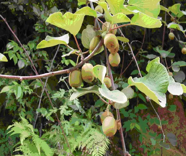 原创山乡竹韵()说古道今话植物(3)我和博友摘杨桃 - 翠竹居士 - 杭州