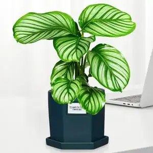 北京同城青苹果竹芋盆栽室内办公室净化空气观叶植物桌面好养绿植