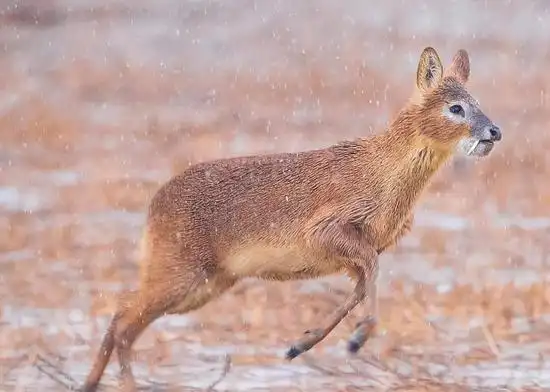 正在消失的中国獐子只因体内有宝惨遭猎杀