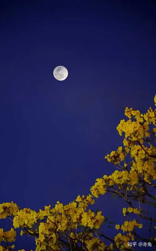 月圆夜
