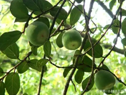 这种果子生长在山林当中,有着奇特的外表,还能做成美味的冰粉