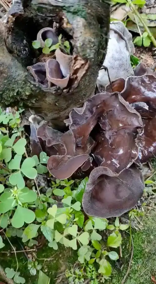 野生木耳,好大一个