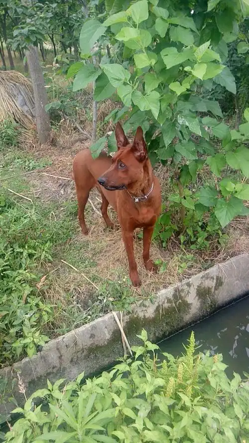 都快一个月了,吃什么药有用红狼犬. 怎么老是有鼻涕,不咳嗽.