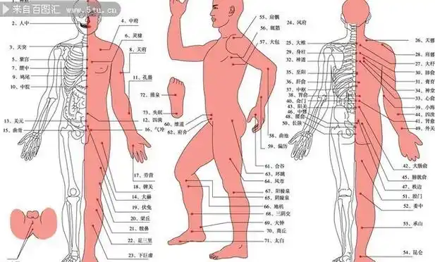 人体穴位图矢量-人体部位-百图汇素材网