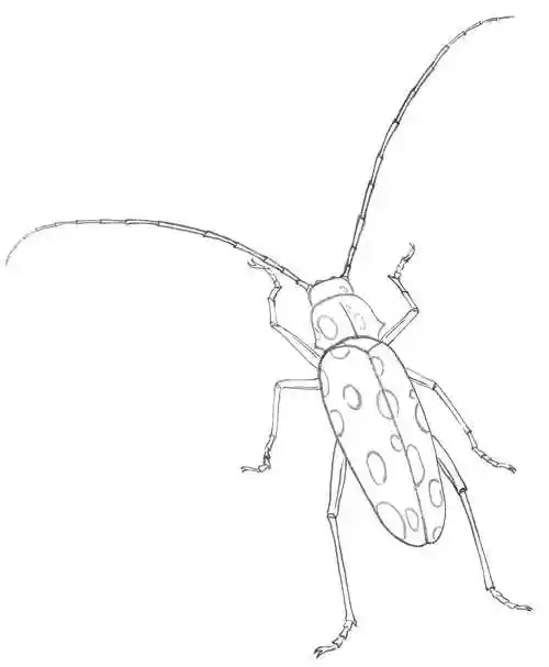 天牛工笔画线稿很难画?