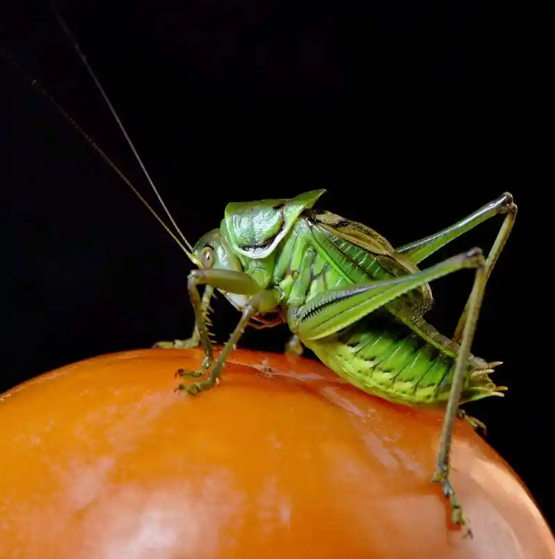 养蝈蝈的六大禁忌是什么?你真的了解吗