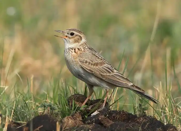 草原天籁,小云雀