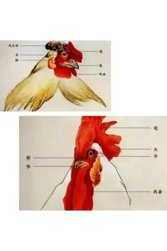 工笔画鸡――吉祥如意