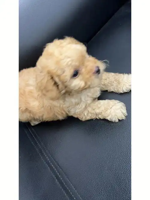 泰迪小奶狗在线求喂养方法