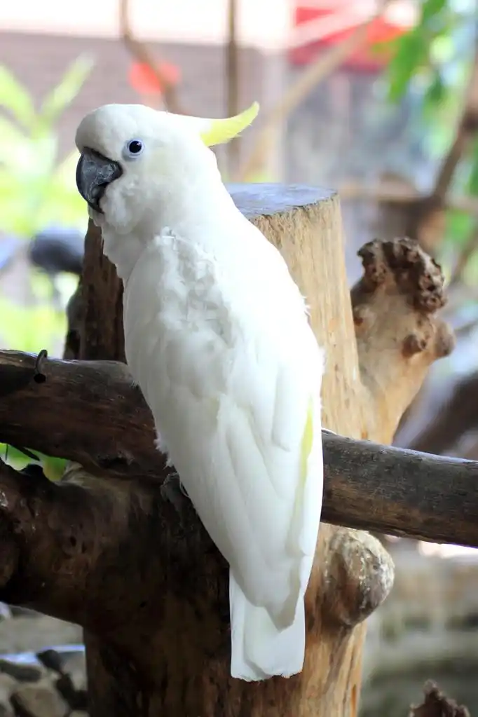 白鹦鹉 ,看过了什么东西的白鹦鹉