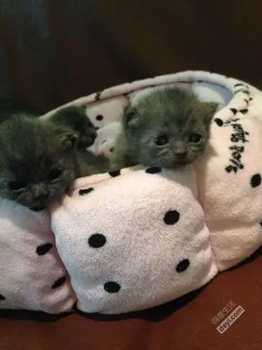 家养一窝刚满月英短蓝猫幼猫开始出售 11月6日刚出生一窝英短蓝猫,有