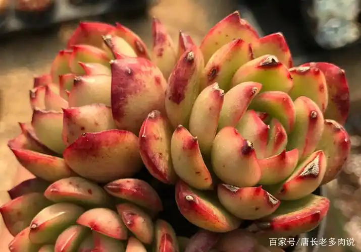 多肉保利安娜颜值稳定,人人都爱养,买回家不会换盆跟着做就完事