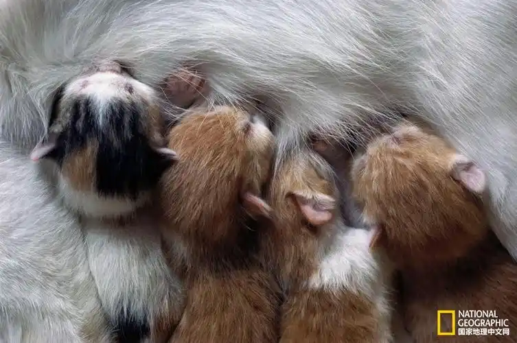 世界母乳喂养周:动物母亲哺乳的甜蜜时刻