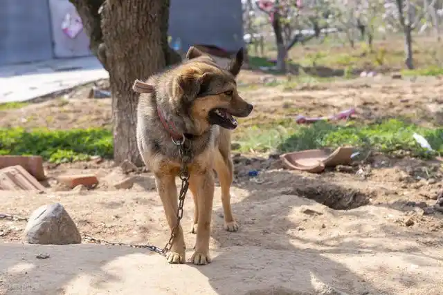 山西农民大叔家的中华田园犬,能看家护院守一方,号称功臣犬