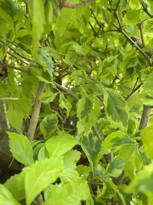 马路边的灌木丛