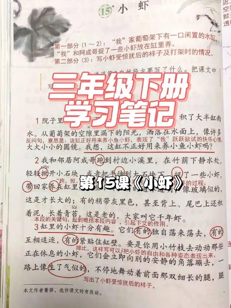 719915三下语文课堂笔记第15课《小虾》 三年级下册语文课堂