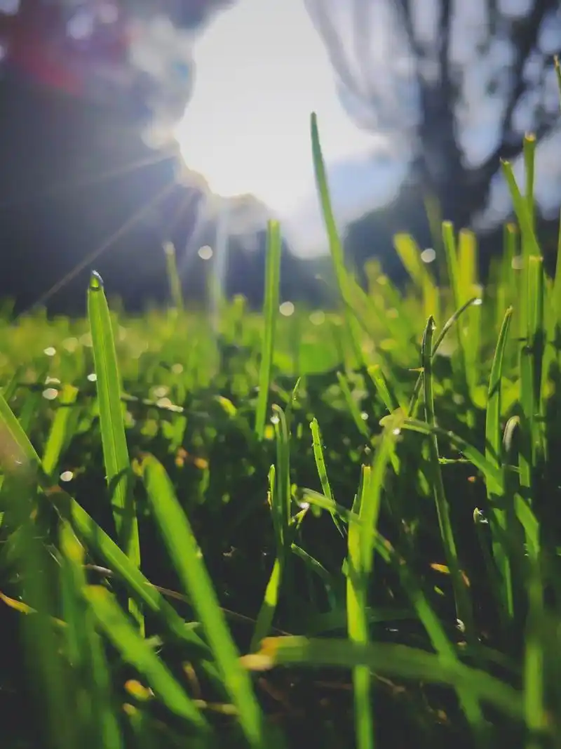 壁纸 草 绿色 植物 桌面 1440_1920 竖版 竖屏 手机