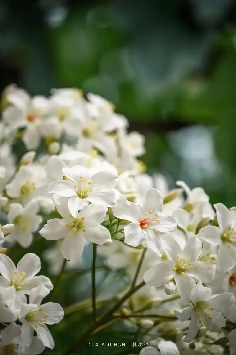 图文伙伴计划 #油桐花 油桐花也有五 - 抖音