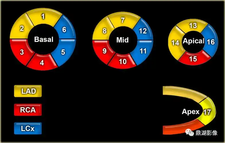 520影像人教你心脏分割法为你上心