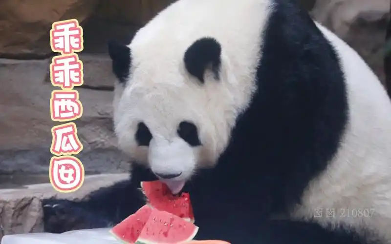 【大熊猫囡囡】9191努力地吃一点西瓜喝口水水补充水份