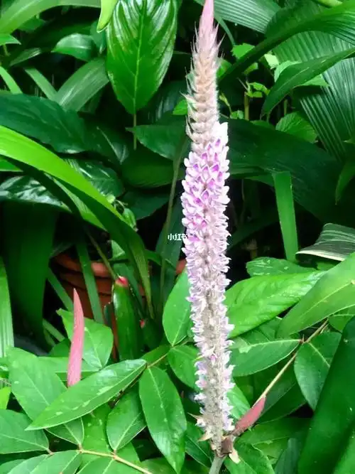 uraria crinita【目    科】豆科狸尾豆属【花    语】恩惠#花语