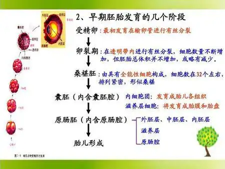 到原肠胚时细胞分化达到最大程度(有的胚胎出现了三个胚层)