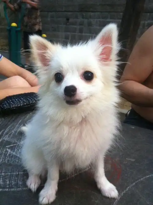 我的这个狗狗是白博美吗?请问这个纯不纯?