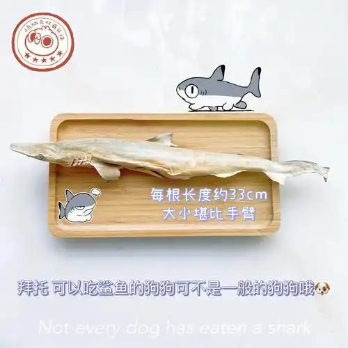 比猫猫还大的整只小鲨鱼