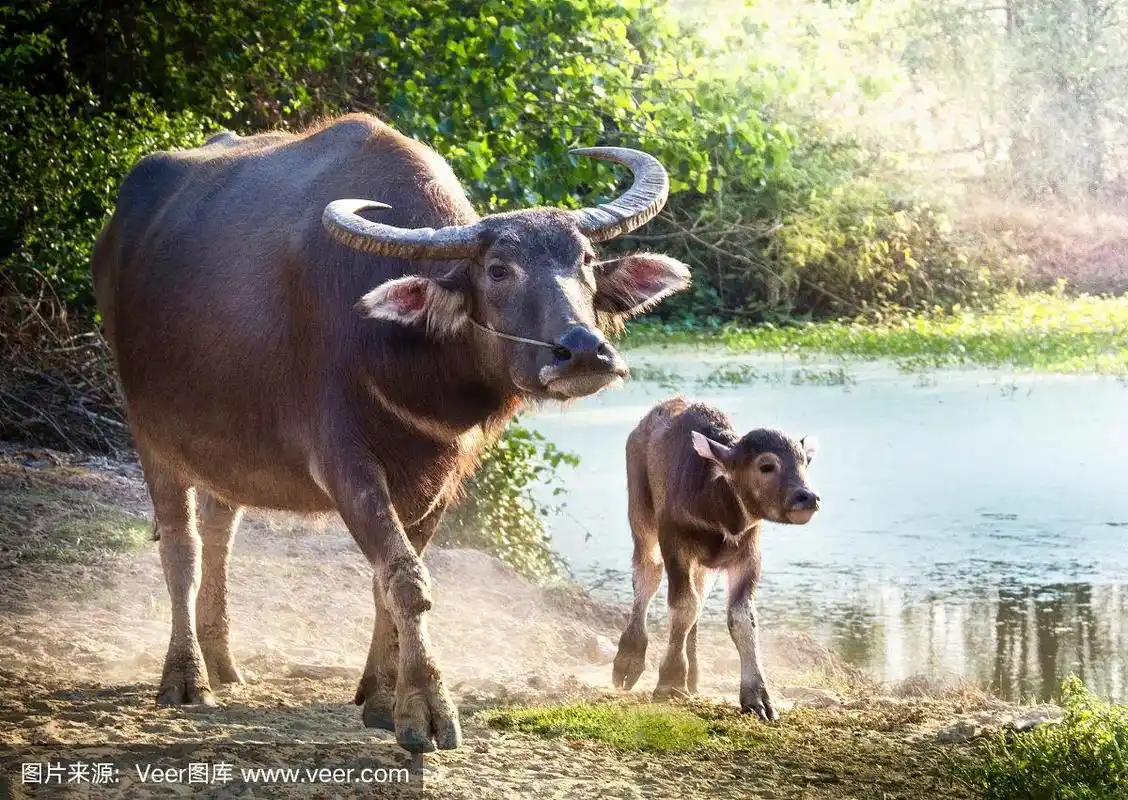 水牛宝宝和水牛妈妈在池塘边散步