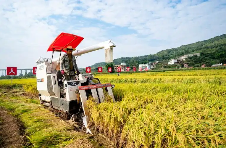 9月8日,收割机在测产现场收割"楚粳54号"水稻.