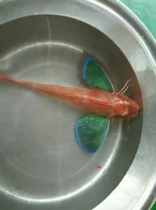 求,这个有脚的鱼,的介绍