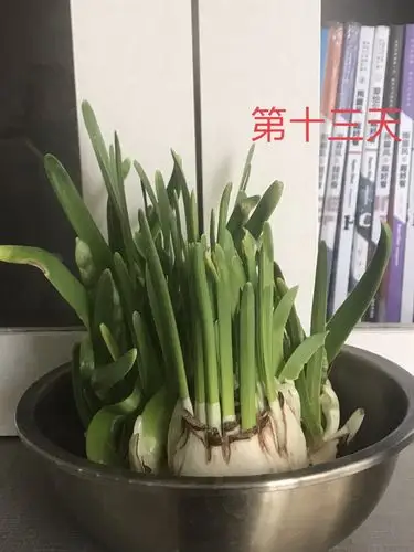 水仙花生长记录