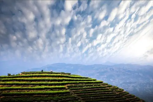 每日一景 | 宁德柘荣:柘荣山有色,"茶"迎天下客