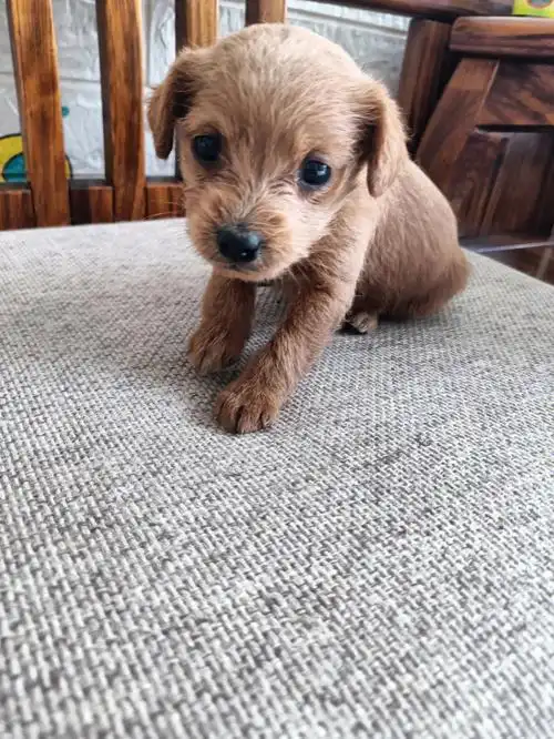 泰迪串串真心求北京领养