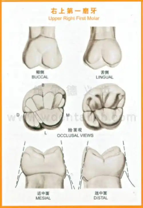 右上第一磨牙