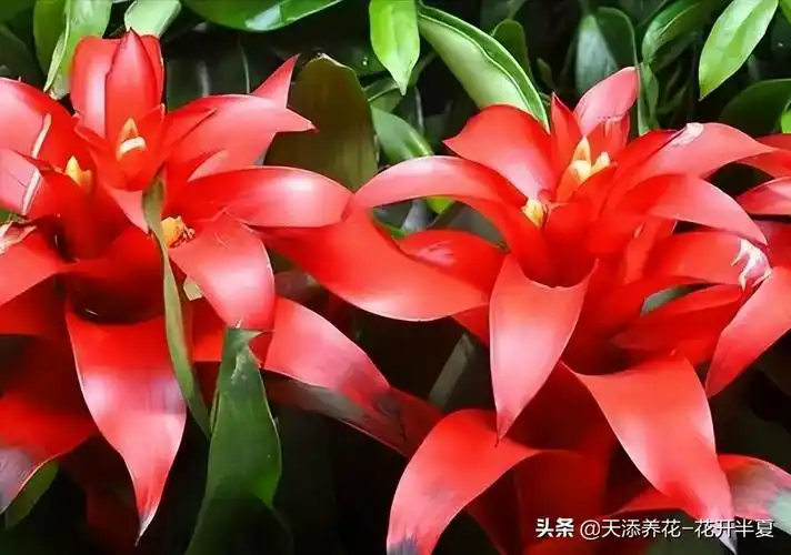 鸿运当头花图片及价格一种颜值超高还超好养的植物