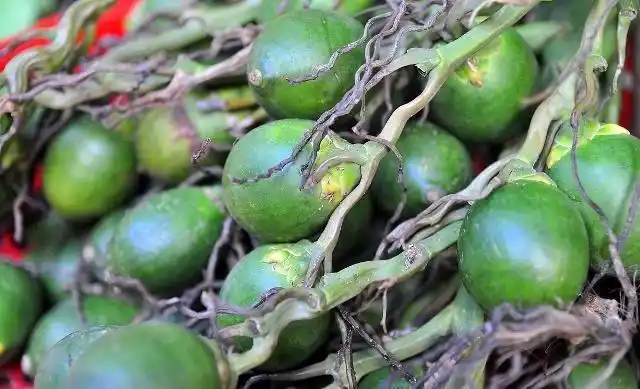 槟榔和橄榄哪个对人好?_网易订阅