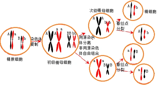 某动物产生基因型为ab,ab,ab,ab四种精子(无交叉互换和基因突变),下列
