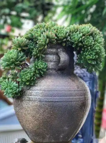 有钱都买不到世上最美的多肉老桩太神奇了