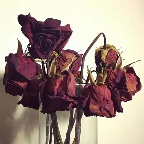 枯玫瑰,死情人.