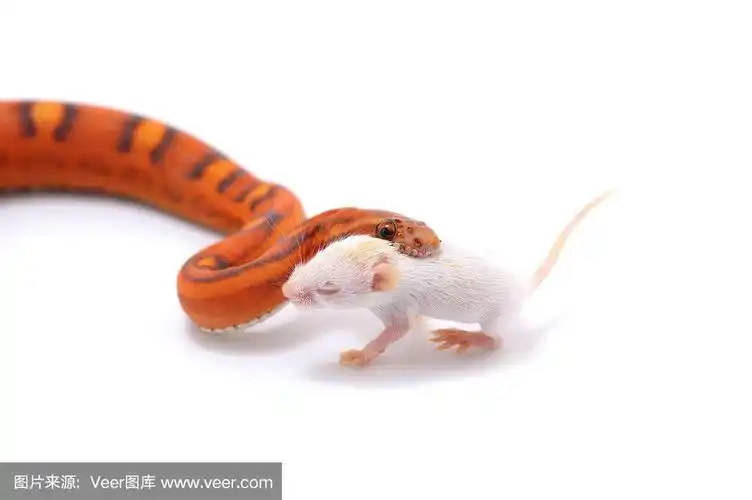 鳞片玉米蛇吃老鼠孤立在白色背景