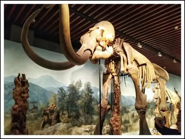 已经消失的远古动物,象牙向上弯曲的猛犸象