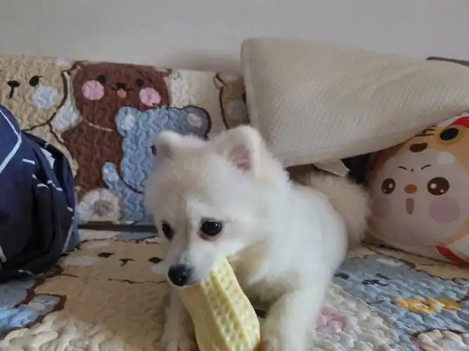 玩花生的多多有亿点点可爱哎