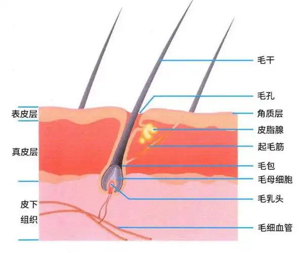 全新毛囊修护黑科技重磅发布!