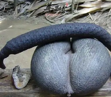 海底椰的功效与作用