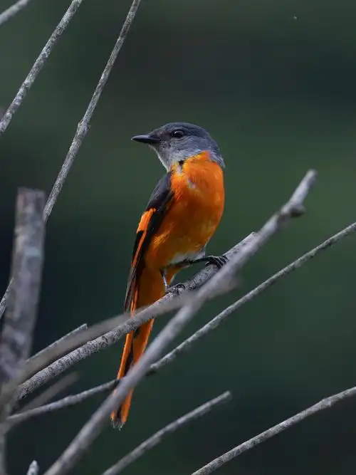深读丽水 | 遇见丽水,预见"处处闻啼鸟"
