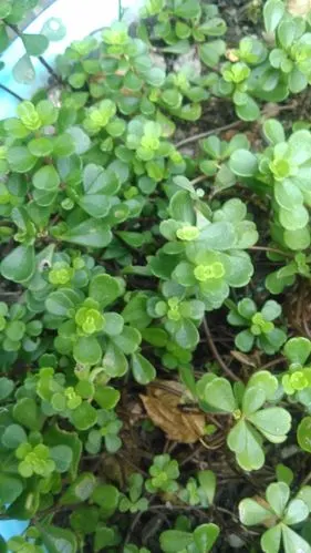 谁知道这叫什么草,邻居用它煮水喝,听说能清热解毒.