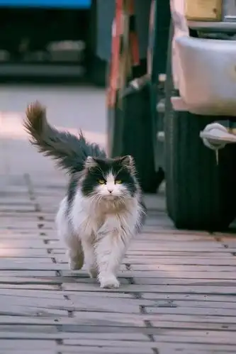 20只北京田园长毛大猫 每只都是神仙颜值_有图有真相