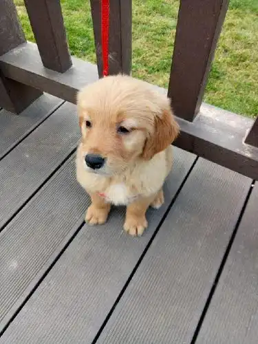 家养的金毛狗狗,活泼可爱