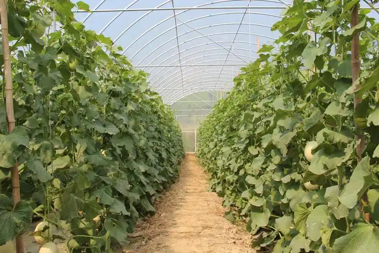 甜瓜有机肥种植技术 - 甜瓜 香瓜 有机肥 施肥 种植 - 河北源海生物